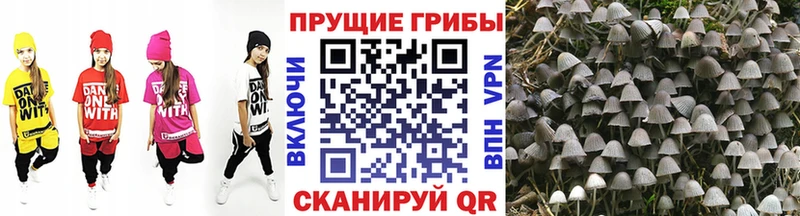 Галлюциногенные грибы Psilocybine cubensis  Купить закладки  Энем 